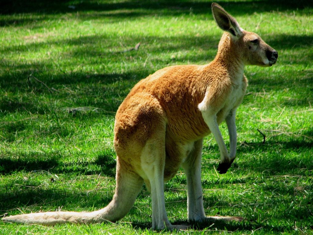 Pet Kangaroos