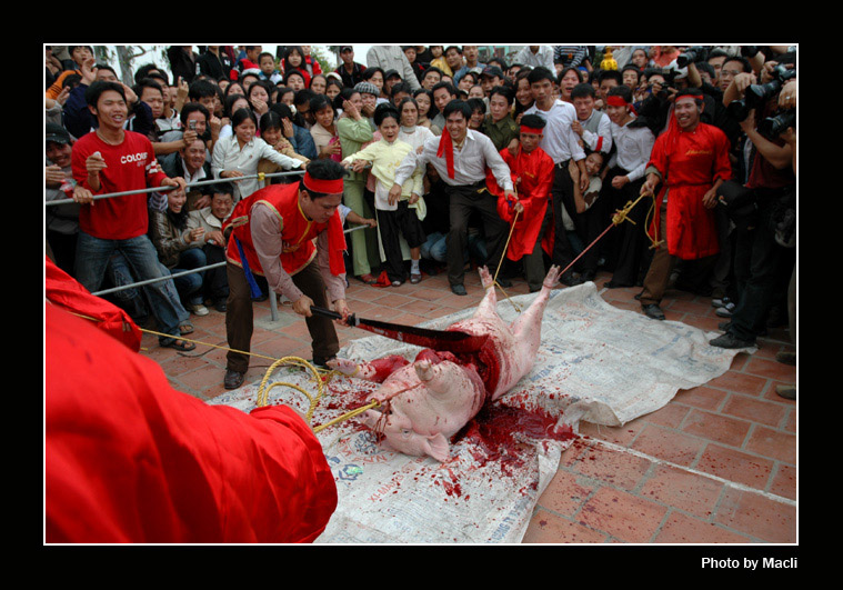 Pig Slaughter Carnival