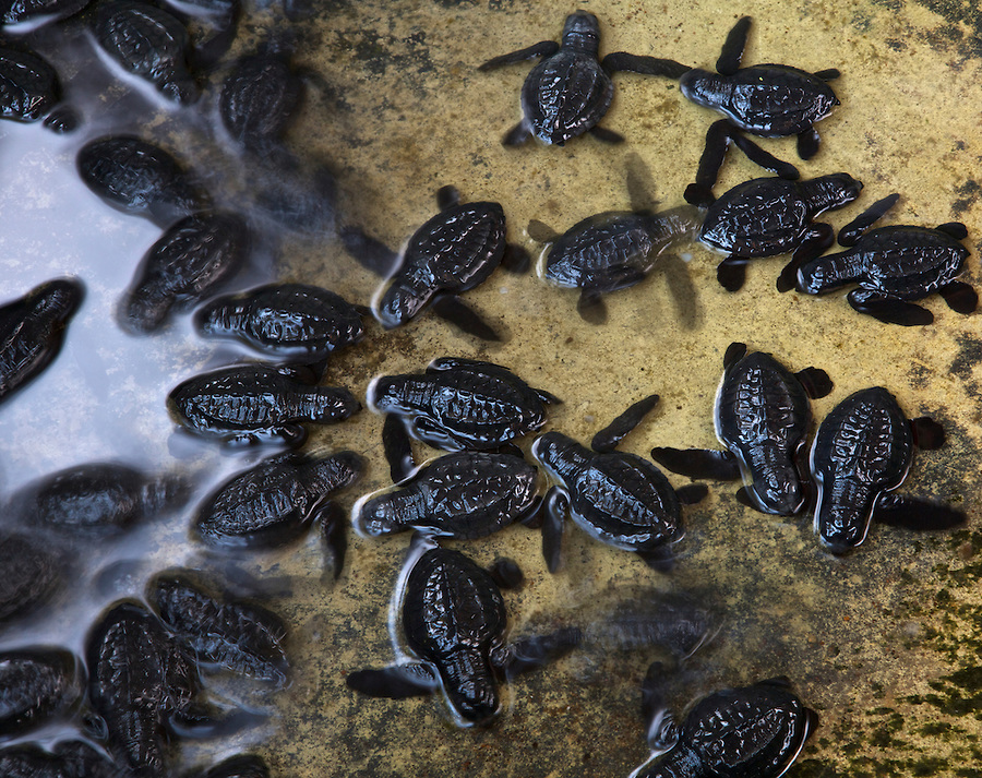 Olive ridley hatchling release in Dauin, Philippines