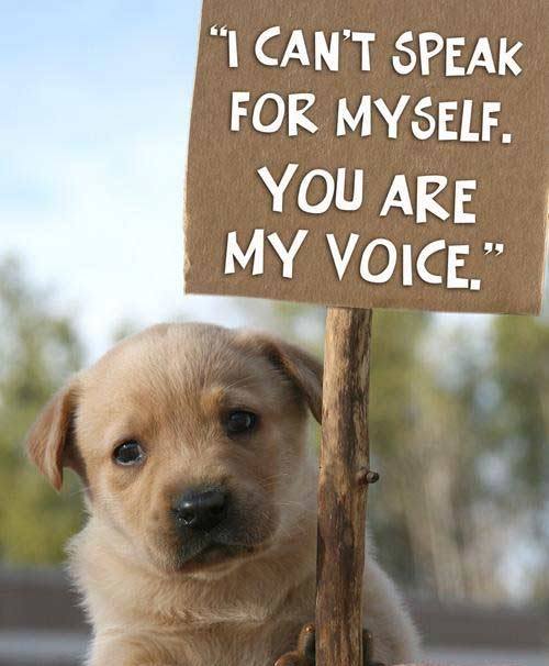Voice For Animals