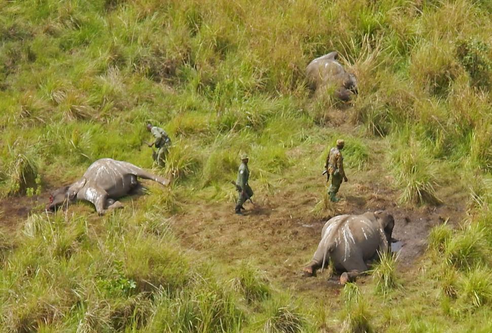 68 Elephants-Killed in Africa