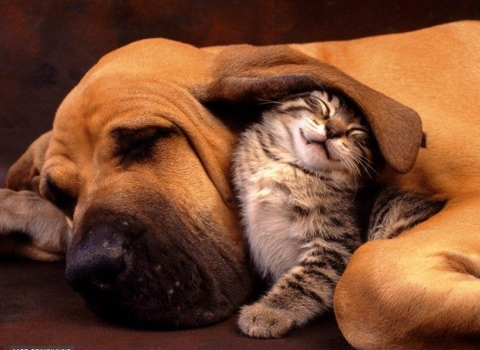 Cat-And-Dog-Cuddling
