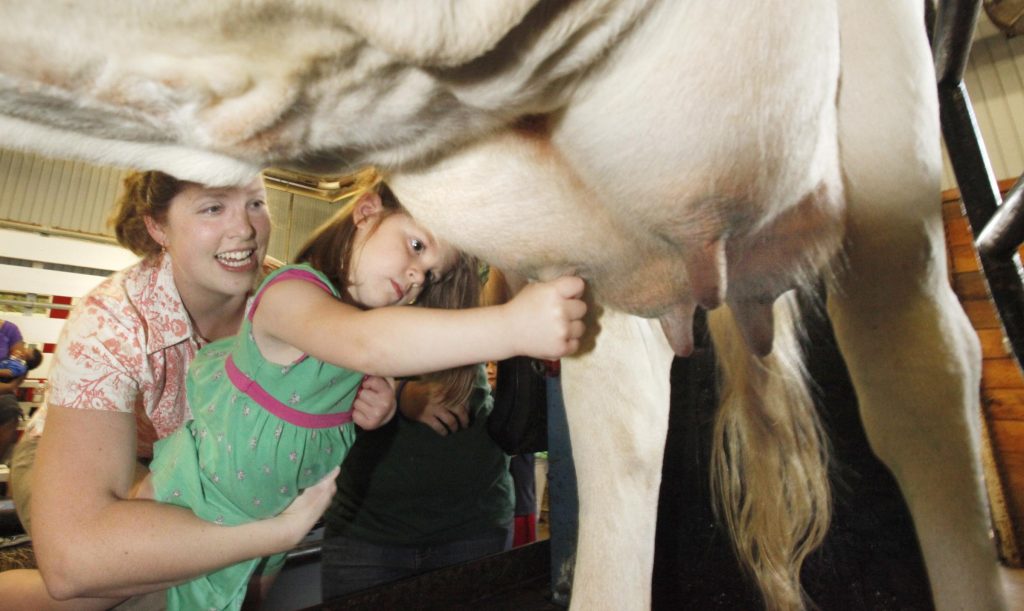 Cow-milking