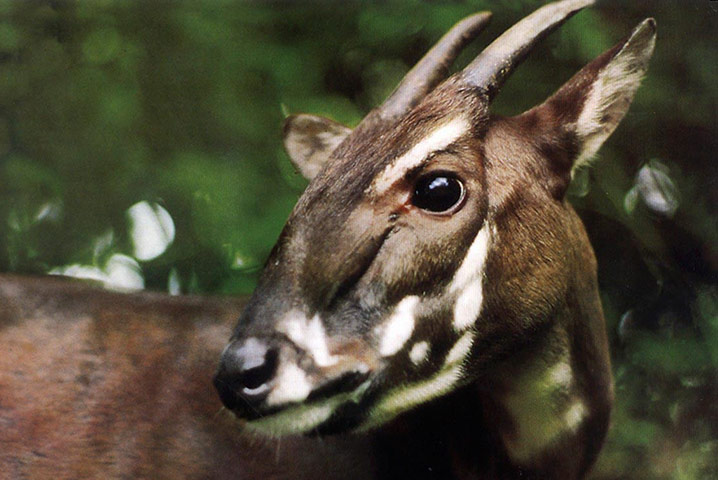a saola pauses in the jungle of Vietnam