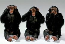 Monkeys Do Act Like Humans. You Won’t Believe This is Real!