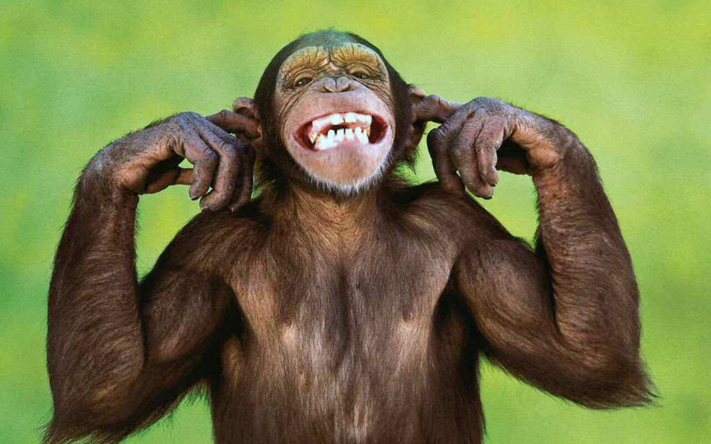 Laughing monkey