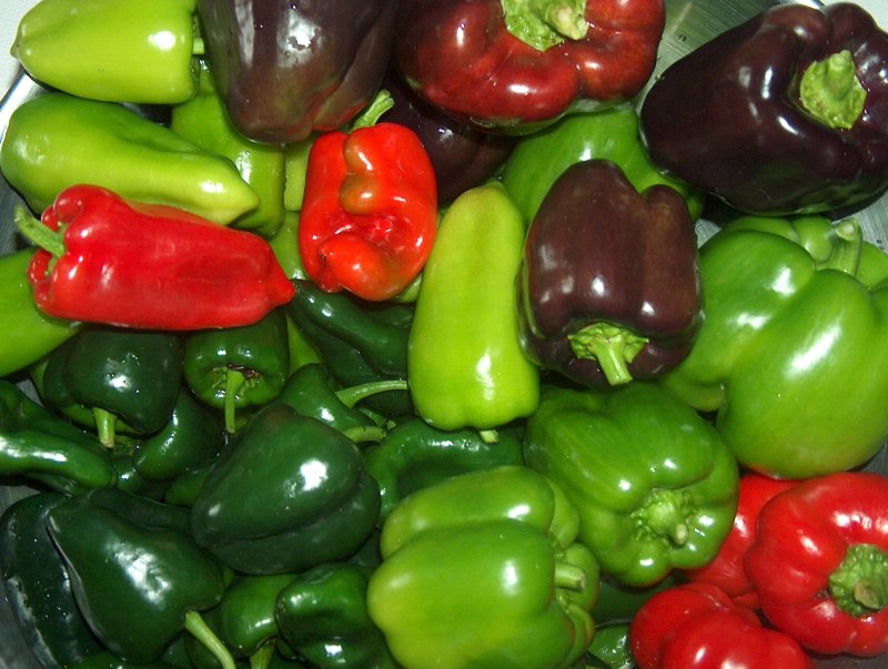 Hot Peppers and Bell Peppers